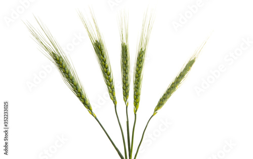 green ears of wheat Isolated