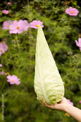 showing our oxheart cabbage
