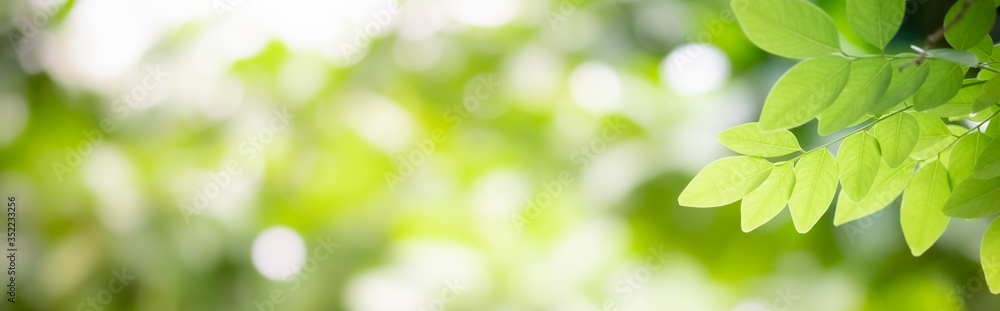 Amazing nature view of green leaf on blurred greenery background in garden and sunlight with copy space using as background natural green plants landscape, ecology, fresh wallpaper concept. Amazing nature view of green leaf on blurred greenery background in garden and sunlight with copy space using as background natural green plants landscape, ecology, fresh wallpaper concept.