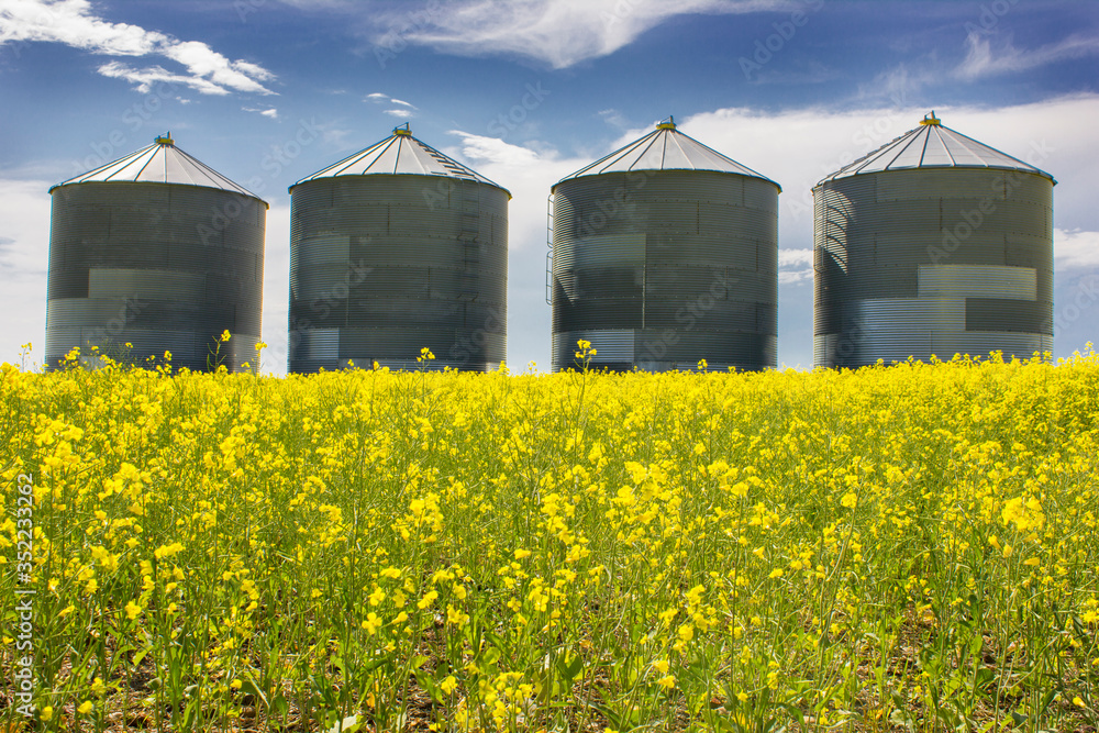 Large metal grain silos on a canola field of the Canadian prairies in Alberta Canada highlighting the agriculture industry in Canada. Large metal grain silos on a canola field of the Canadian prairies in Alberta Canada highlighting the agriculture industry in Canada.