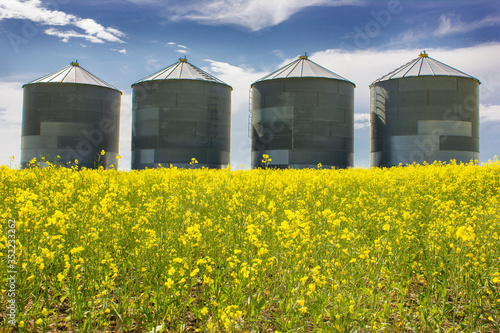Large metal grain silos on a canola field of the Canadian prairies in Alberta Canada highlighting the agriculture industry in Canada.