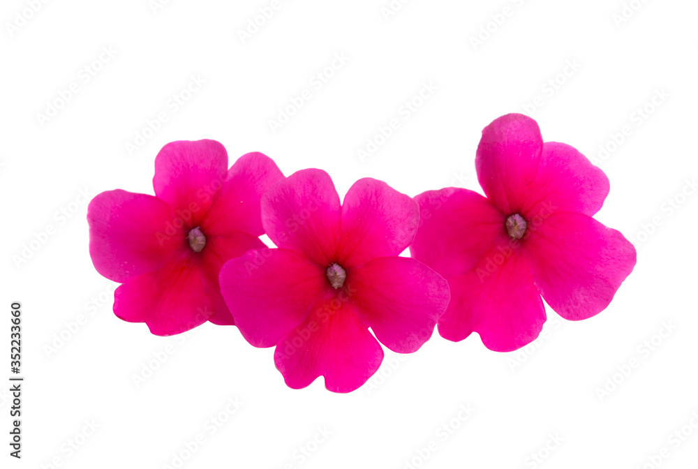pink verbena isolated pink verbena isolated