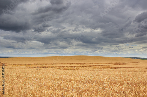 wheat field and storm clouds,on the hill the wheat has ripened with black storm clouds, bent and the wheat lies on the field after the storm