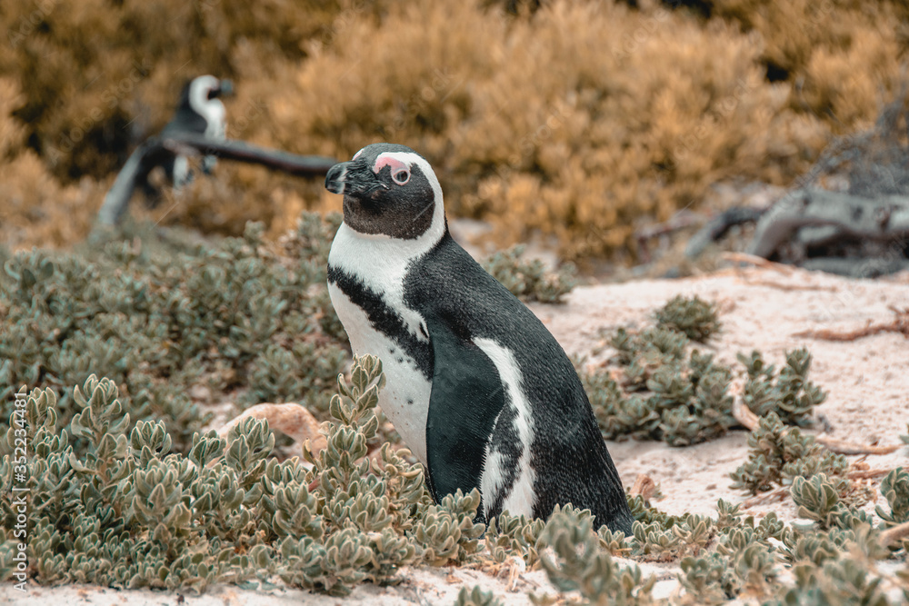 Naklejka premium penguin on the beach