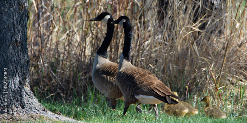 Famille de bernaches au printemps photo