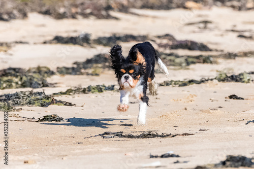 A dog cavalier king charles, a cute puppy running on the beach 
