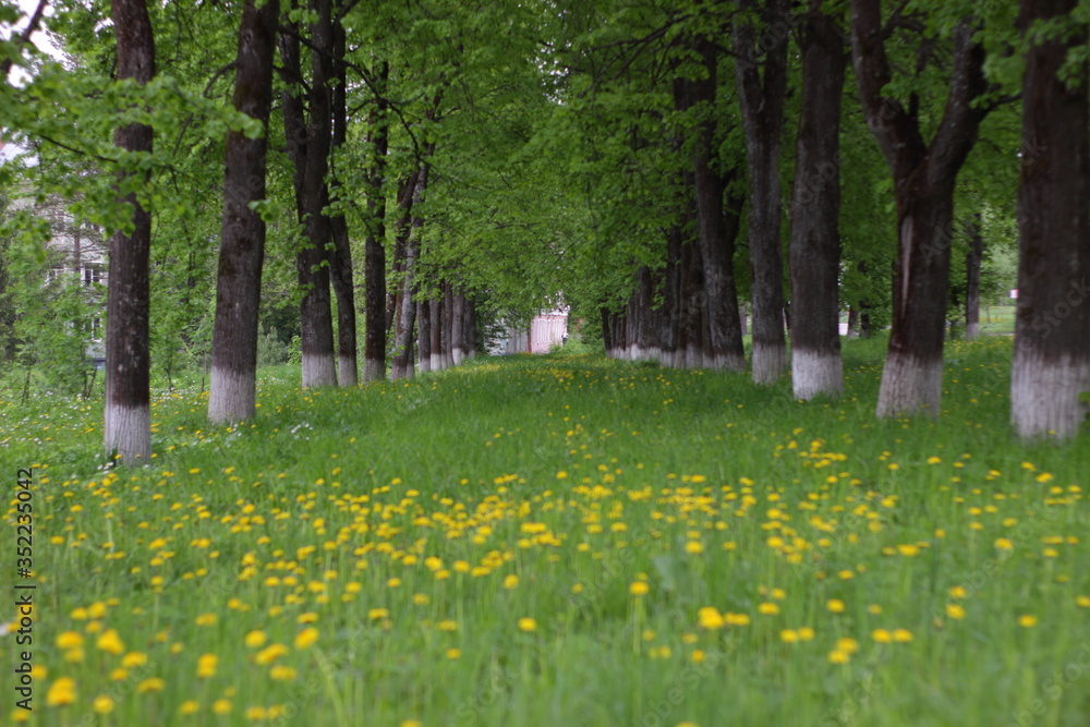 Obraz premium spring in the park