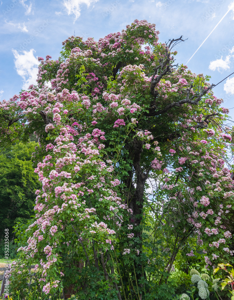Huge pink rambler / climbing rose on a tree under blue sunny sky with some clouds - obrazy, fototapety, plakaty 