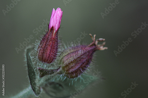 dragonfly on flower
