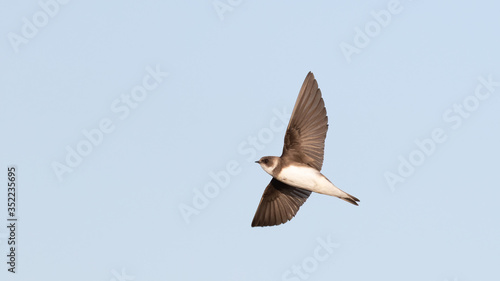 Common house martin (Delichon urbicum) flying over blue sky in germany