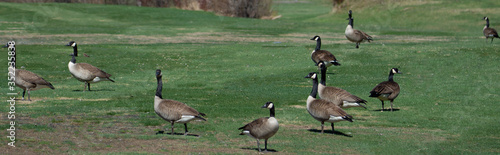 Bernaches du Canada (oies sauvages ou outardes) au champs au printemps photo