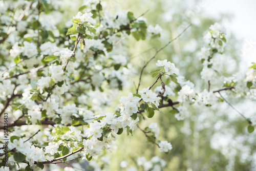 Blooming apple tree in the garden. Selective focus.