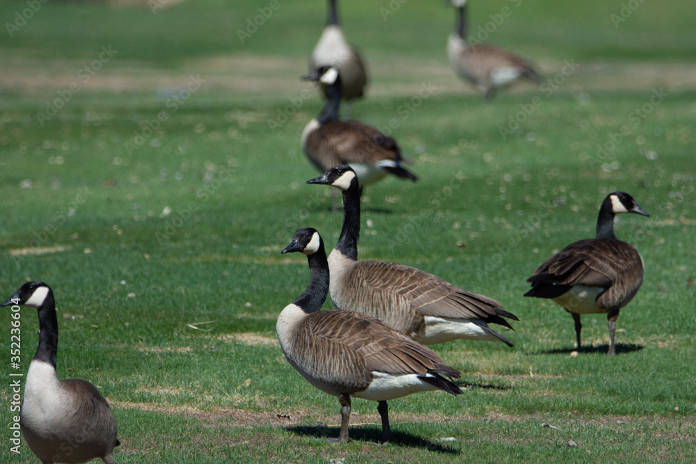 Bernaches du Canada (oies sauvages ou outardes) au champs au printemps Bernaches du Canada (oies sauvages ou outardes) au champs au printemps