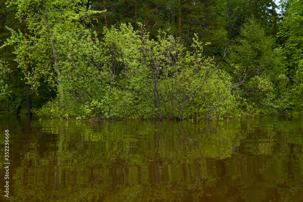 flowering willow flooded during spring flood