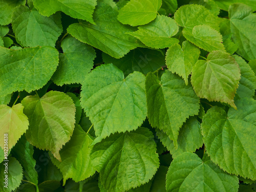 Obraz na plátně leafs of Tilia platyphyllos, large-leaved lime or large-leaved linden