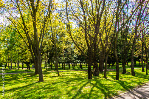 Summer bright beautiful park without people. Green trees and grass