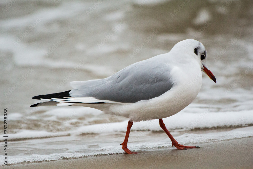 Fototapeta premium seagull on sand on the Baltic Sea