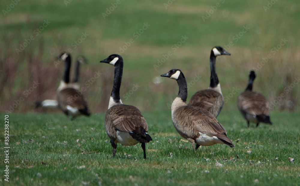 Bernaches du Canada (oies sauvages ou outardes) au champs au printemps Bernaches du Canada (oies sauvages ou outardes) au champs au printemps