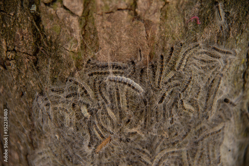 Caterpillar larve nest on a dutch oak with hairs that irritate the skin from people. Many oaks are having larve nests in spring and summer time