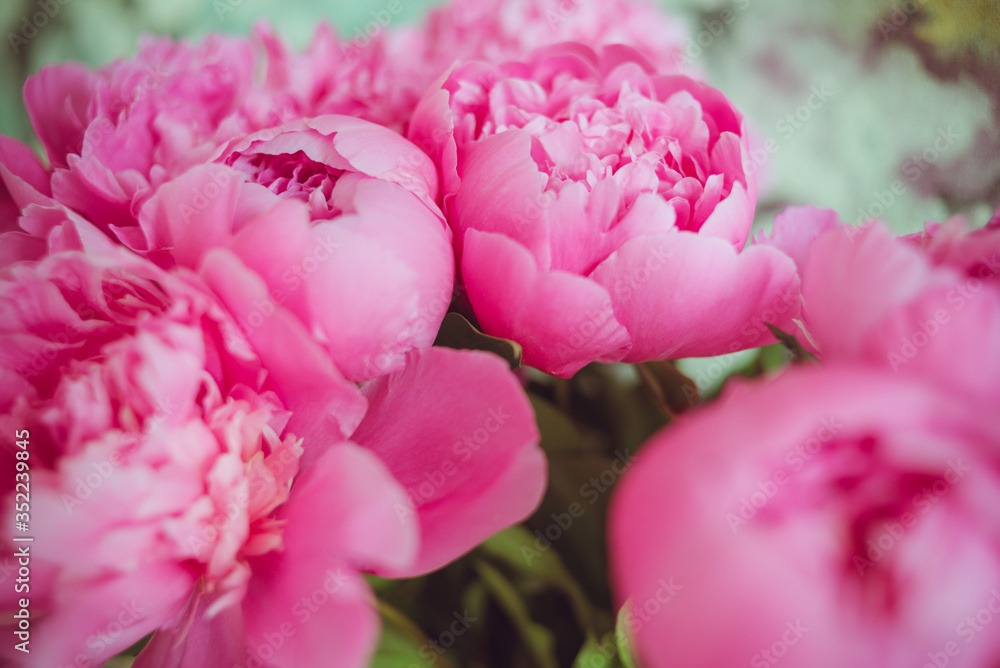 Fototapeta premium Big bouquet of beautiful pink peonies
