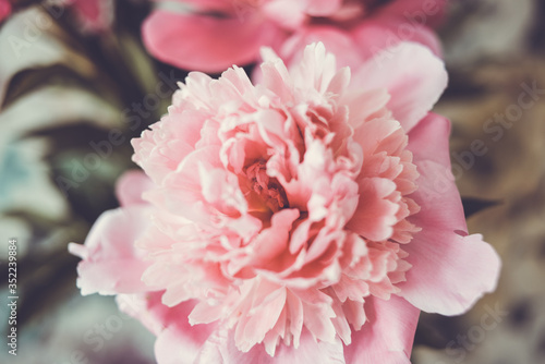 Bouquet of beautiful pink flowers