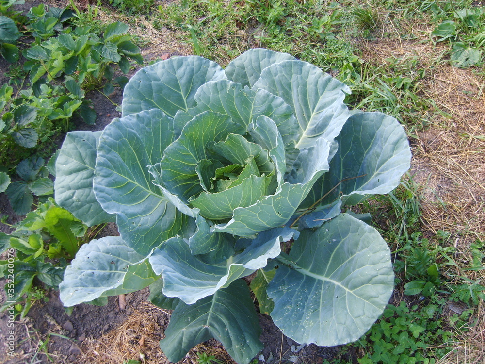 Bright juicy cabbage grew in the garden Bright juicy cabbage grew in the garden