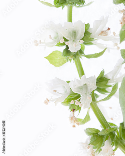 Blooming basil light tiny flowers isolated white background macro