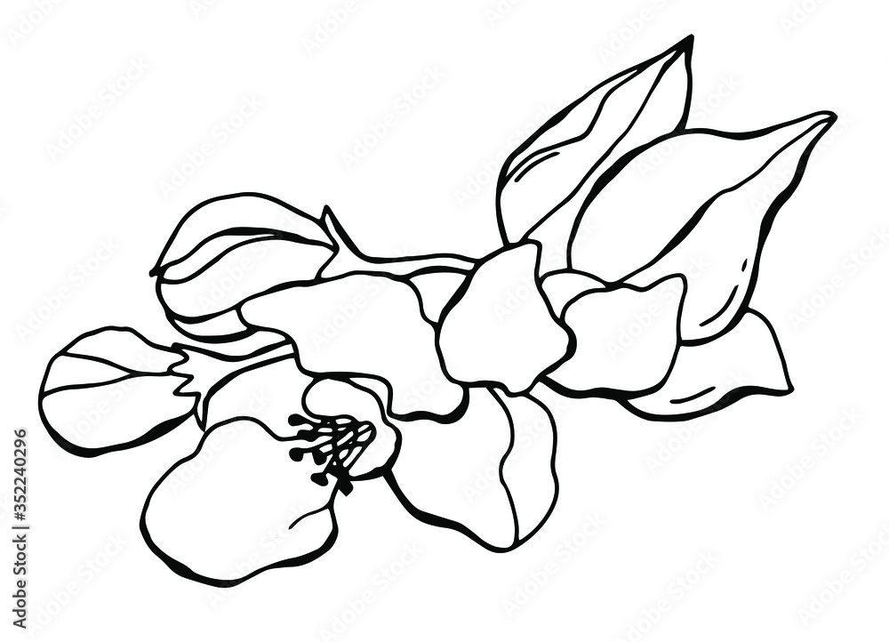 Blooming apple tree. Black and white drawing of a blossoming tree in spring. Line art. White background isolator. Stock illustration. Blooming apple tree. Black and white drawing of a blossoming tree in spring. Line art. White background isolator. Stock illustration.