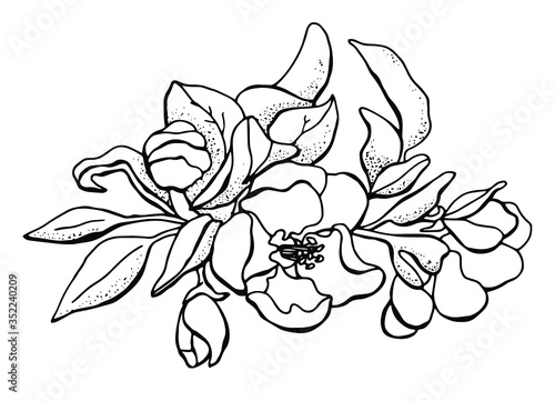 Blooming apple tree. Black and white drawing of a blossoming tree in spring. Line art. White background isolator. Stock illustration.