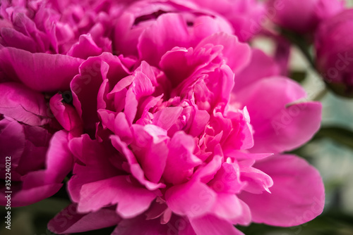 Fototapeta Naklejka Na Ścianę i Meble -  Big bouquet of beautiful pink peonies