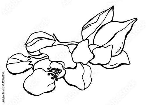 Blooming apple tree. Black and white drawing of a blossoming tree in spring. Line art. White background isolator. Stock illustration.
