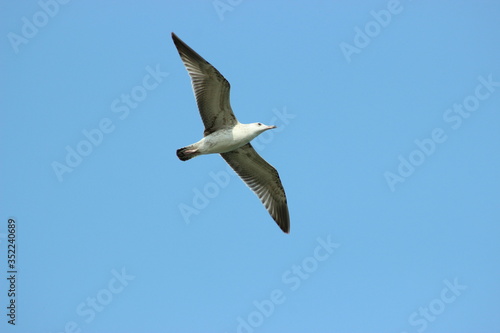 White seagull flies in the blue sky, seagull flies
flying bird