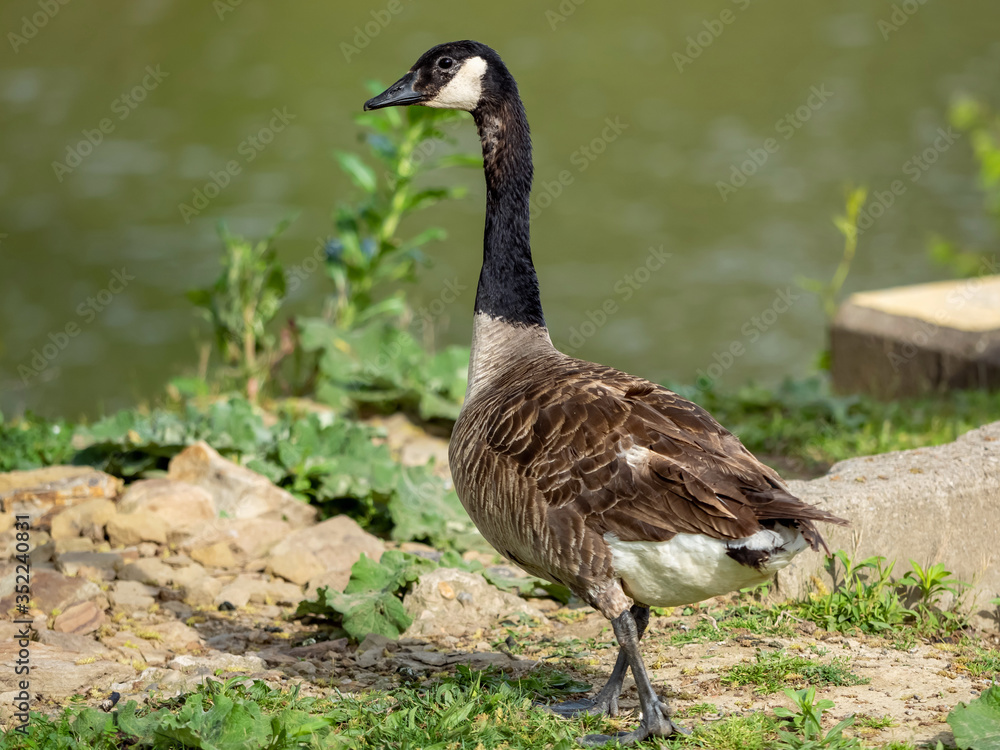 Canadian Goose near the water of Cartier’s Creek in Carnegie, Canadian Goose near the water of Cartier’s Creek in Carnegie,