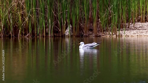 A lone Caspian gull (Larus cachinnans) swimming near the shore of a freshwater pond surrounded by Papyrus reeds photo