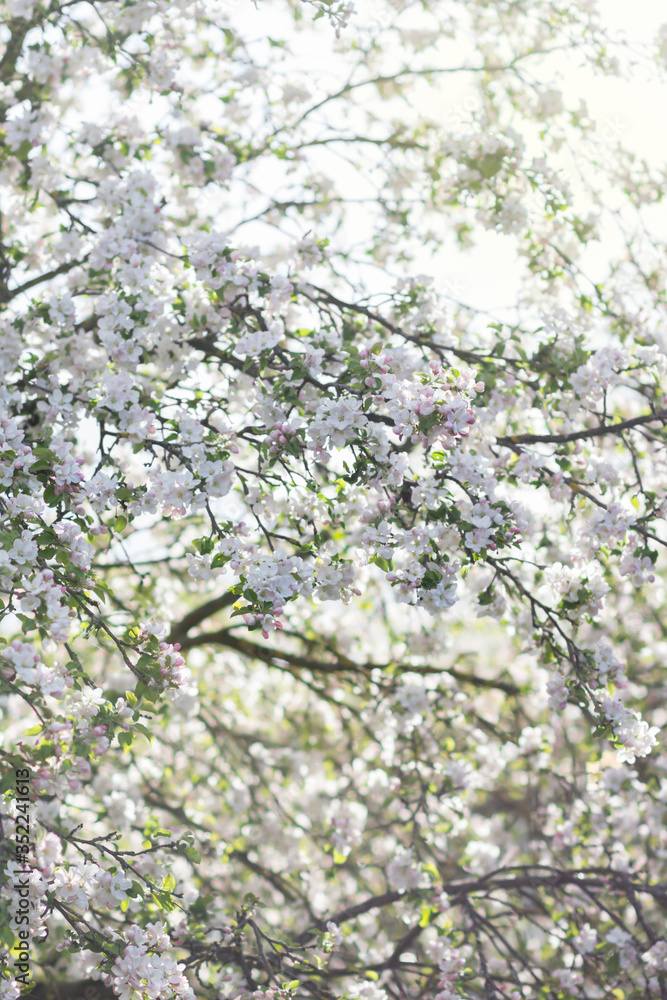 Apple tree in bloom, floral white pink background, soft focus, narrow depth of field Apple tree in bloom, floral white pink background, soft focus, narrow depth of field