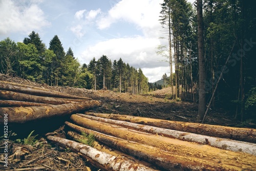 Paysage rondins de bois des Vosges exploitation forestière
