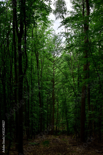 dark forest © F