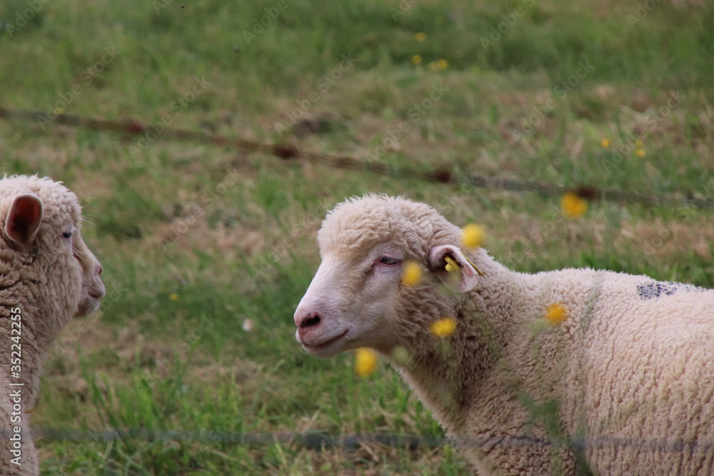 Moutons Moutons