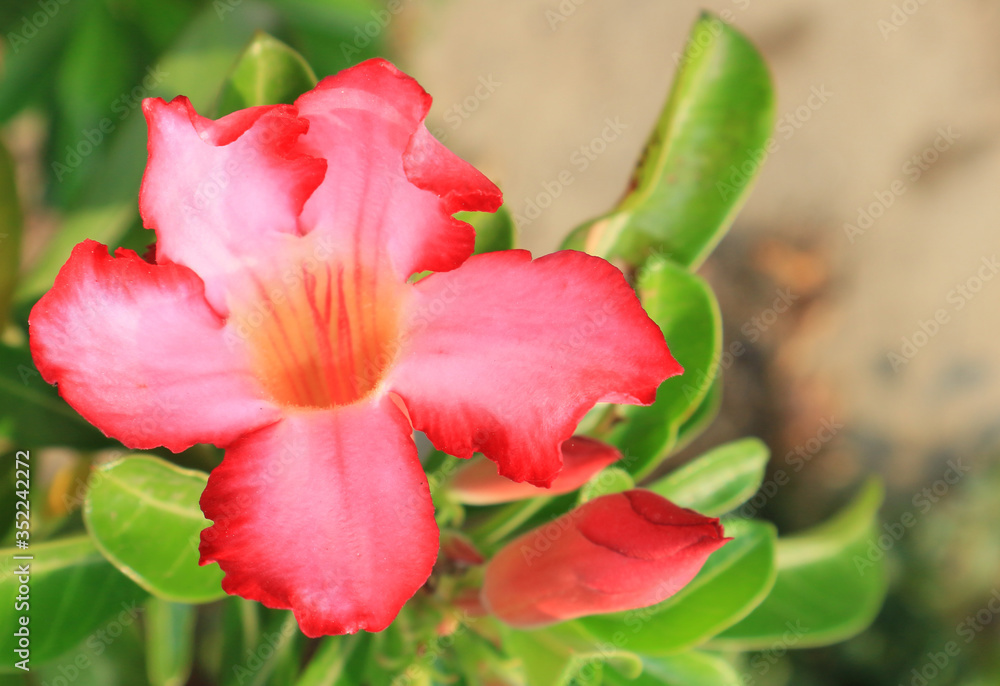 Naklejka premium Macro Adenium obesum or desert rose. Colorful flowers are beautiful trees that grow very easily withstand drought conditions.