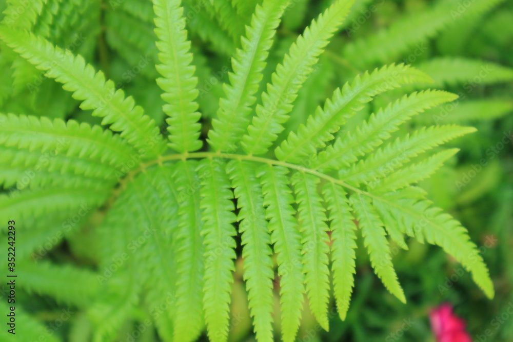 Green leaves, beautiful background, green background, photos Green leaves, beautiful background, green background, photos