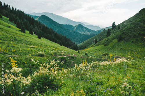 white flowers on a mountain green meadow. Mountain evening landscape, Butakovskoe gorge Almaty, Kazakhstan, Zailiysky Alatau Range, Forest Pass,