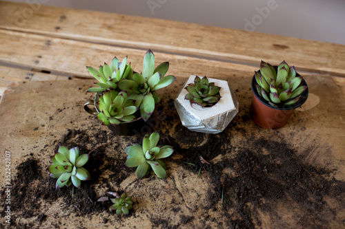 composition of succulents on a wooden table background, planting succulent pot on wooden background, earth day, gardener growing succulents
