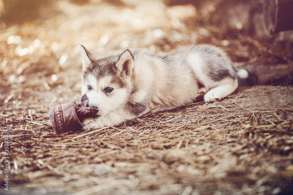 Fototapeta premium cute puppy alaskan malamute run on grass garden