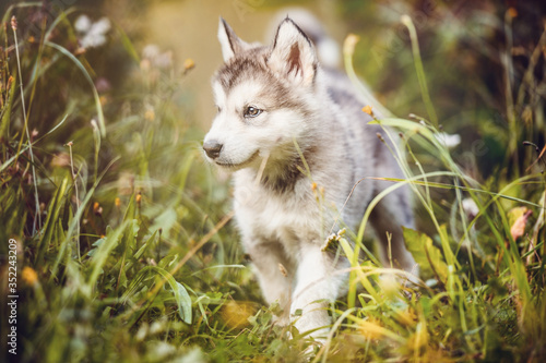 cute puppy alaskan malamute run on grass garden