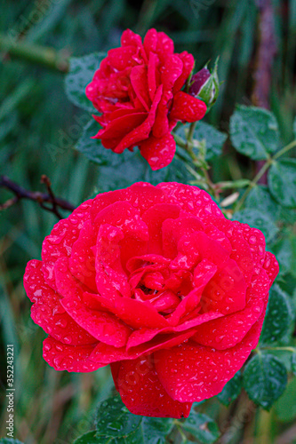 Beautiful Red Rose With Water Drops Close Up