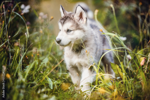 cute puppy alaskan malamute run on grass garden