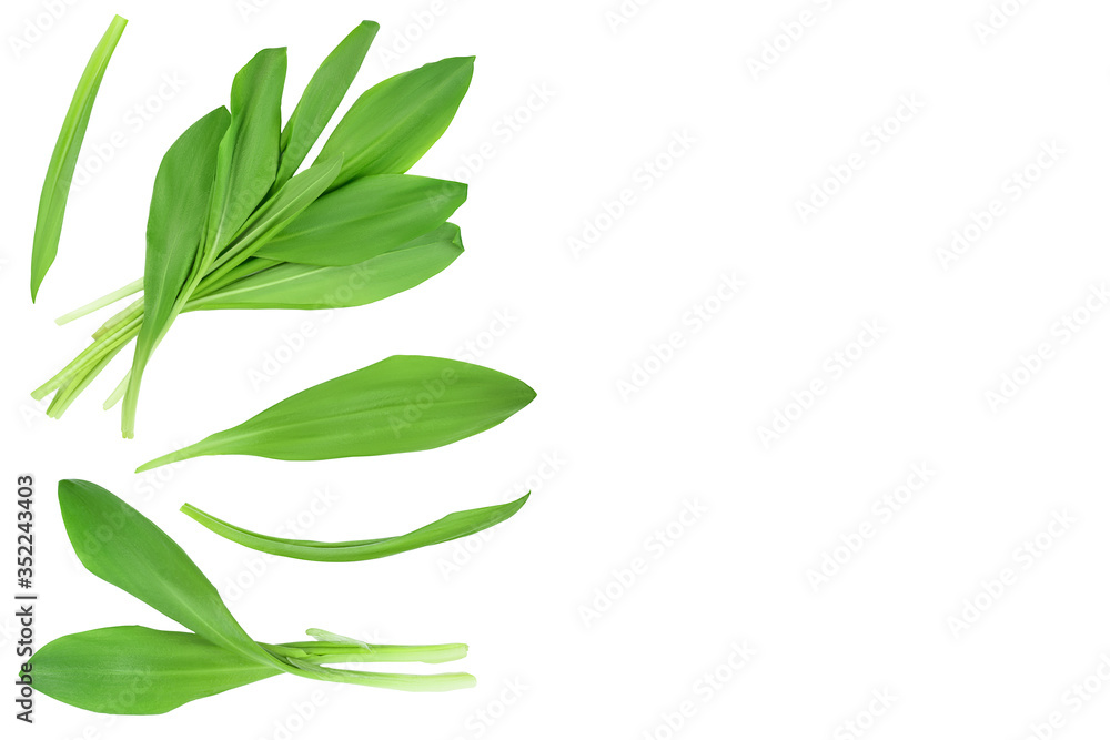 Fototapeta premium Ramson leaves isolated on white background with clipping path and full depth of field, Top view with copy space for your text. Flat lay