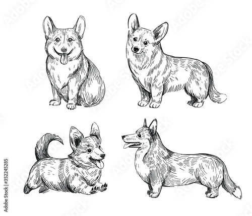 Welsh corgi dog. Vector sketch illustration. Black outline on transparent background