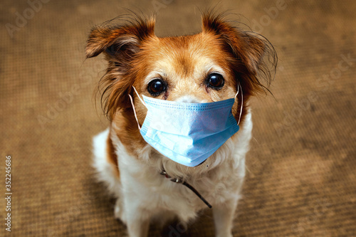 Dog wearing safety mask for protect Corona virus, covid 19 protection mask on cute brown dog,