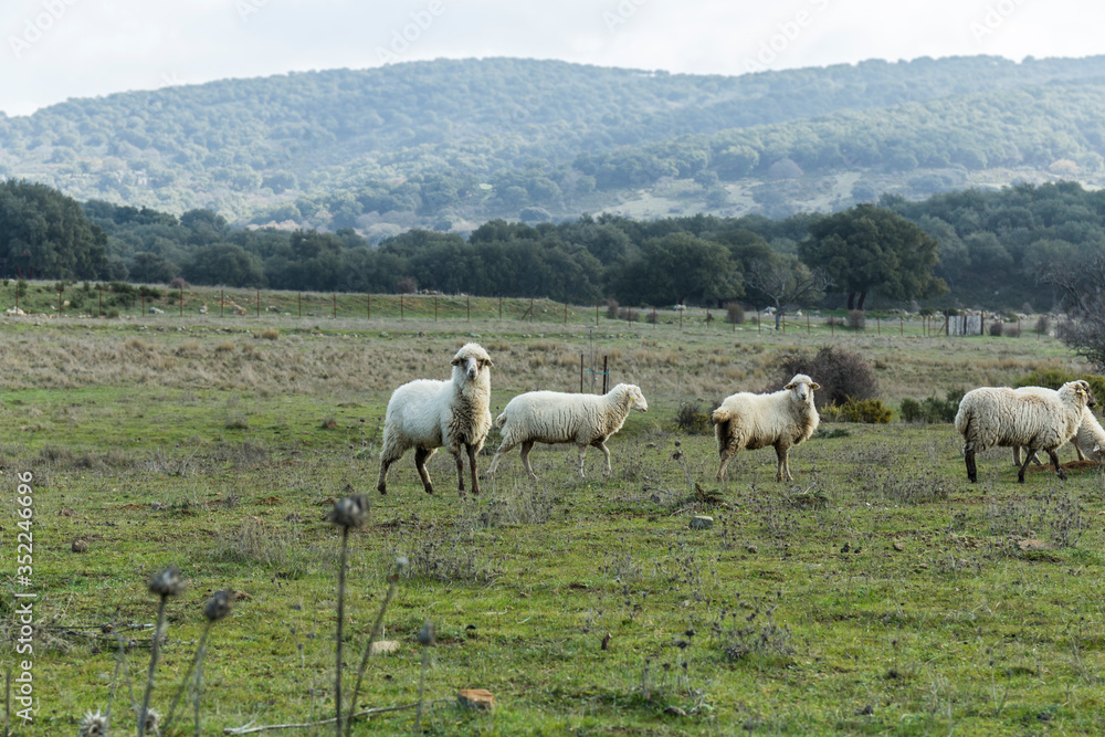 sheep in a green meadow during the winter in the Sierra de Grazalema in Cadiz sheep in a green meadow during the winter in the Sierra de Grazalema in Cadiz